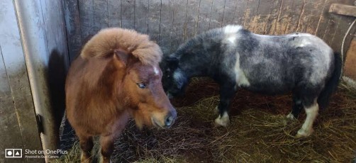 day-2-wow-sochji-heavenly-india-2020 (15)