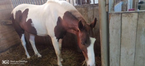 day-2-wow-sochji-heavenly-india-2020 (22)