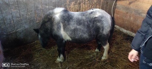 day-2-wow-sochji-heavenly-india-2020 (3)