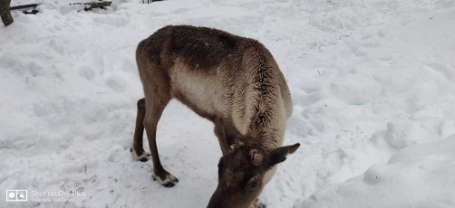 wow-sochi-heavenly-india-fame-trip-igloo-1400mtrs (15)